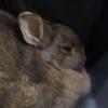 肥肥大懶兔 的個人照片